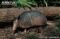 side-profile-of-nine-banded-armadillo-