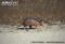 side-profile-of-nine-banded-armadillo-walking