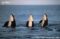 three-orcas-spyhopping