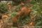 adult-central-american-agouti-interacting-with-young