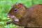 central-american-agouti-grooming