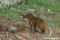 central-american-agouti-next-to-coconuts