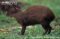 central-american-agouti-side-profile