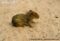 central-american-agouti-young-on-sand