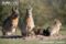 adult-and-young-patagonian-mara-resting