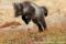 arctic-fox-cub-pouncing