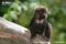 front-profile-of-goeldis-monkey