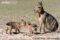 patagonian-mara-female-with-infants-at-entrance-to-den