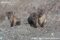 three-arctic-fox-cubs