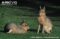 two-patagonian-maras-sitting-on-grass