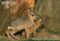 two-young-patagonian-mara-sitting-together