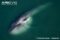 aerial-view-of-blue-whale-feeding