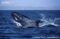 blue-whale-calf-breaching