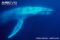 blue-whale-underwater