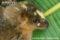 philippine-flying-lemur-head-detail