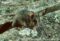 mountain-pygmy-possum