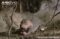 naked-mole-rat-worker-feeding-in-burrow