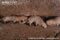 naked-mole-rats-in-tunnel-moving-dirt-with-mouth