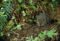 aplodontia-rufa