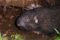 aplodontia-rufa