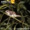feathertail-glider-on-a-branch
