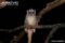 grey-legged-night-monkey-on-a-branch