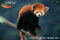 red-panda