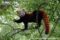 red-panda-in-tree-captive