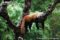 red-panda-resting-in-tree