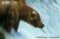 brown-bear-alaskan-population-fishing