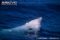 cuviers-beaked-whale-surfacing