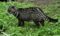 malayan-civet