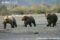 subadult-brown-bear-siblings-running-along-a-beach-alaskan-population