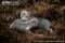 ten-day-old-brown-bears-in-captivity