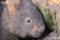 common-wombat