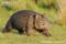 common-wombat-walking
