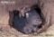 common-wombat-with-young-in-burrow