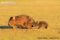 female-wombat-with-joey-walking-through-habitat