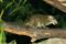 tupaia-glis