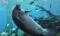 african-manatee-swimming-and-rolling-over