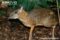 javan-mouse-deer