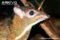 javan-mouse-deer-close-up