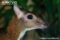 javan-mouse-deer-head-detail