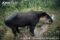 bairds-tapir-feeding