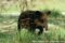 bairds-tapir-infant-walking