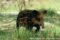 bairds-tapir-infant-walking