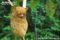 horsfields-tarsier-clinging-to-thin-tree