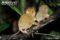 horsfields-tarsier-mother-and-infant-climbing-branch