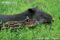 infant-bairds-tapir-with-female