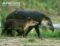 juvenlie-bairds-tapir